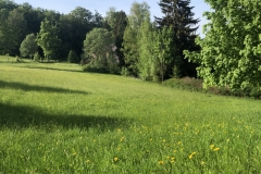 Blumenwiese im Frühling in Bärenfels